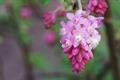 Ribes spp.